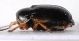 IMG_6326 Chryptocephalus.jpg