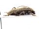 Comb0254_13jcr.jpg