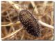 Julodis onopordi lampedusanus.jpg
