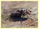 Anthomyiidae - Tor Caldara - 11.3.2012 (1).JPG