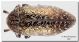 Julodis onopordi lampedusanus02_Lampedusa_18 V 1987.jpg
