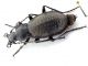 Comb0270_13jcr.jpg