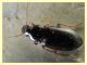 Ophonus sp..jpg