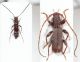 Gracilia vs brevipennis8.JPG