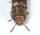 Capo torace Agrilus4.JPG