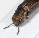 Capo torace Agrilus5.JPG