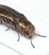 Capo torace Agrilus6.JPG