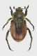 7.Anisoplia brenskei Vladeasa_m2_forum.wkm.jpg