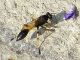 Sceliphron spirifex Alberoni 11.IX.2012 020a.jpg