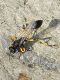 Sceliphron spirifex Alberoni 11.IX.2012 021a.jpg