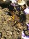 Sceliphron spirifex Alberoni 11.IX.2012 023a.jpg