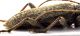Comb0254_13jcr.jpg