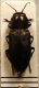 Phaenops cyanea o Antaxia confusa.JPG
