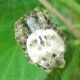 Araneidae - Anzio - 16.9.2012 (3).jpg