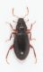 Hydraena aethaliensis2.JPG