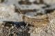 IMG_4907_Omocestus_petraeus.jpg