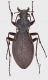 Carabus planicollis Faragas_f_forum.jpg