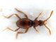 Comb0299_06jcr.jpg