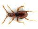 Comb0297_06jcr.jpg
