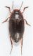 Hydroporus jonicus Miller1.JPG