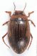 Hygrotus impressopunctatus2.JPG