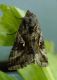 DSC00585.JPG