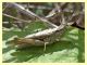 probabile Chorthippus brunneus - Anzio - 16.9.2012 (1).jpg