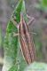 Lixus sp. - Anzio . 16.9.2012.jpg