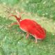 Trombidium sp. 6 mm. - Anzio - 16.9.2012 (1).jpg
