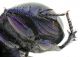 Comb0325_12jcr.jpg