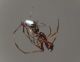 argyrodes 4e.JPG