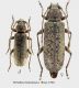 Trichoferus holosericeus cp rid.jpg