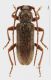 Trichoferus griseus m h rid.jpg