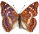 Apatura ilia clytie.jpg