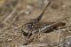 IMG_4972_Platycleis_affinis.jpg