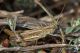 IMG_5048_Chorthippus_loratus.jpg