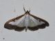 Farfalla4718.jpg
