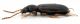 Comb0342_13jcr.jpg