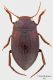 Deronectes-angelinii_paratypus_male_Lombardia-(PV)-Val-Staffora-presso-Castano.jpg