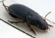 Comb0353_13jcr.jpg
