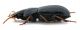Comb0359_12jcr.jpg