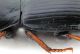 Comb0362_09jcr.jpg