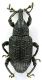 Aclees taiwanensis.jpg