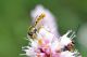 _DSC0592ba_cr.jpg