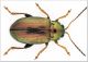 Crepidodera-maschio.jpg