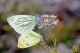z21 08 2012 Forche Canapine.jpg