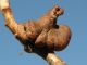 Galla_di_Quercus_robur (4).jpg