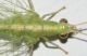 Chrysoperla4.jpg