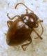 Asiorestia ferruginea 3.3 mm.JPG