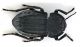 Comb0363_14jcr.jpg
